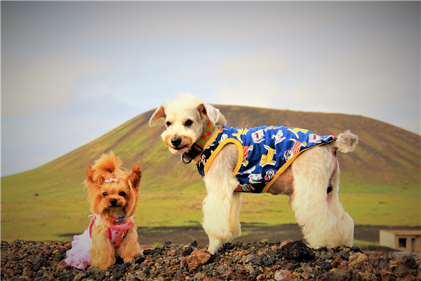 活动回顾｜欧帝亿主题狗狗巴士察哈尔草原深处探秘万年火山