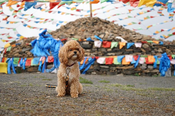 活动回顾｜欧帝亿主题狗狗巴士察哈尔草原深处探秘万年火山