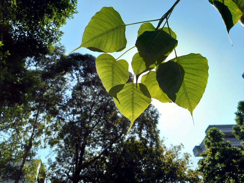 蔡司加强版和星趣控,诺基亚nokia7评测视频