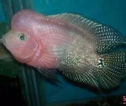 罗汉鱼常见疾病及治疗,罗汉鱼的病怎么治疗