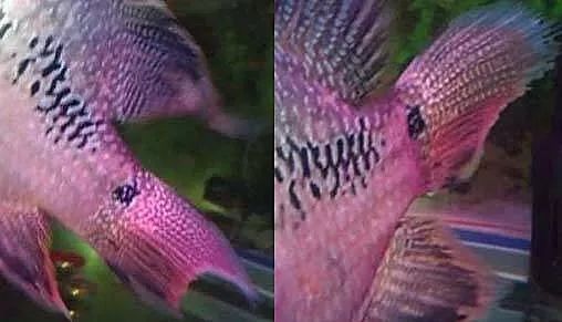 罗汉鱼常见疾病及治疗,罗汉鱼的病怎么治疗