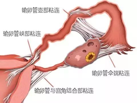 小生命的真实存在,小生命怎么开始的