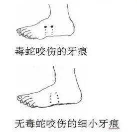 夏天蛇出没怎么防止被咬,养蛇如何防止被咬