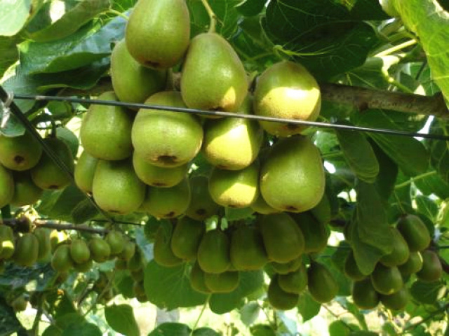 高级农艺师讲解猕猴桃种植技术,红心猕猴桃种植疏果技术