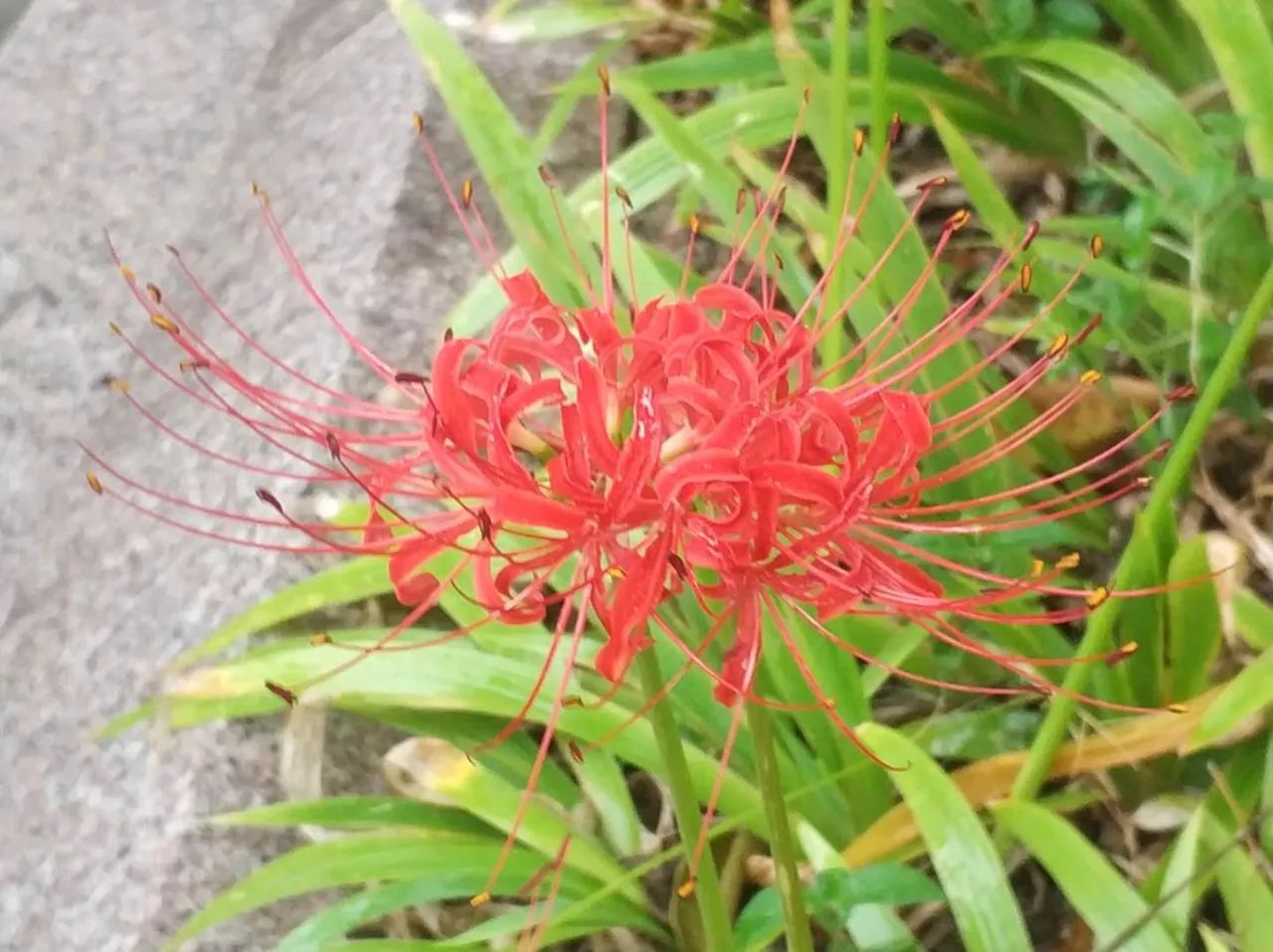 室内养花常见的几种病虫害,养花该采取什么措施消灭害虫