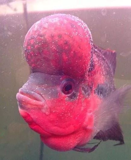 罗汉鱼常见疾病及治疗,罗汉鱼的病怎么治疗