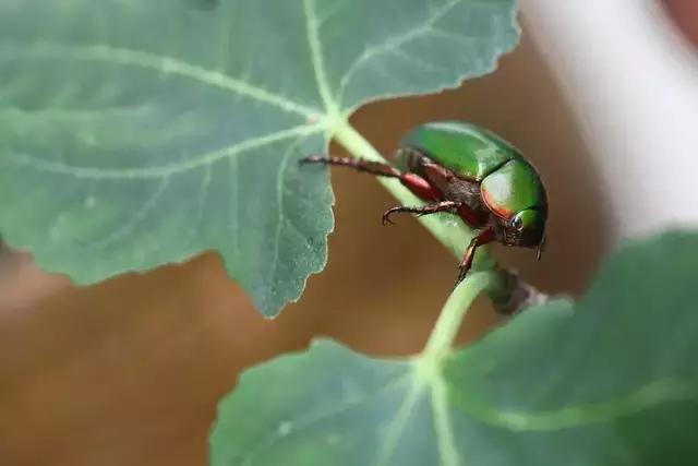 葡萄二星叶蝉虫害防治方法,葡萄的虫害有哪些