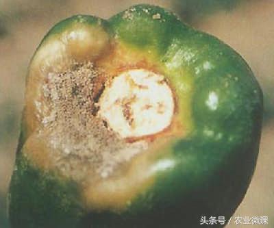 辣椒灰霉病、疫病、炭疽病的症状，以及防治方法