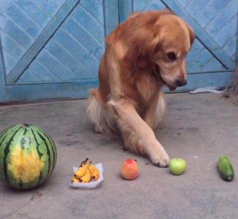 金毛犬的智商有多高,金毛犬智商有多高