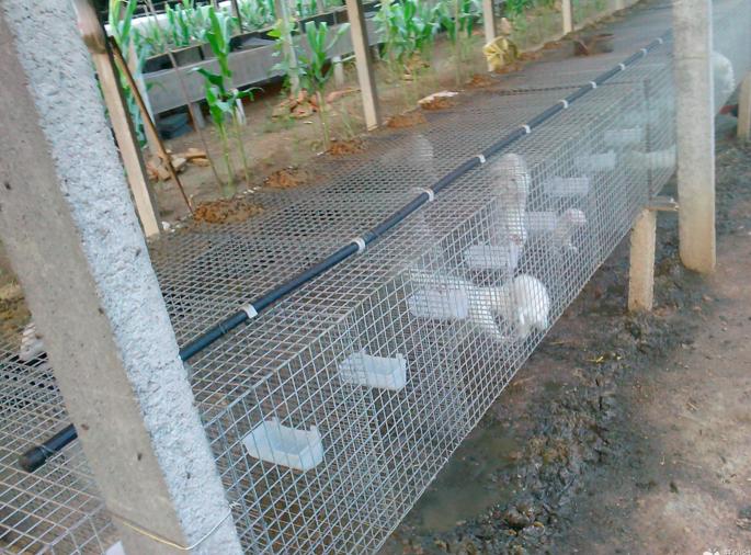 貂被太阳晒了怎么办,貂怎么降温