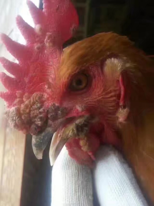 养鸡防治鸡病的方法,散养鸡得鸡痘怎么用药