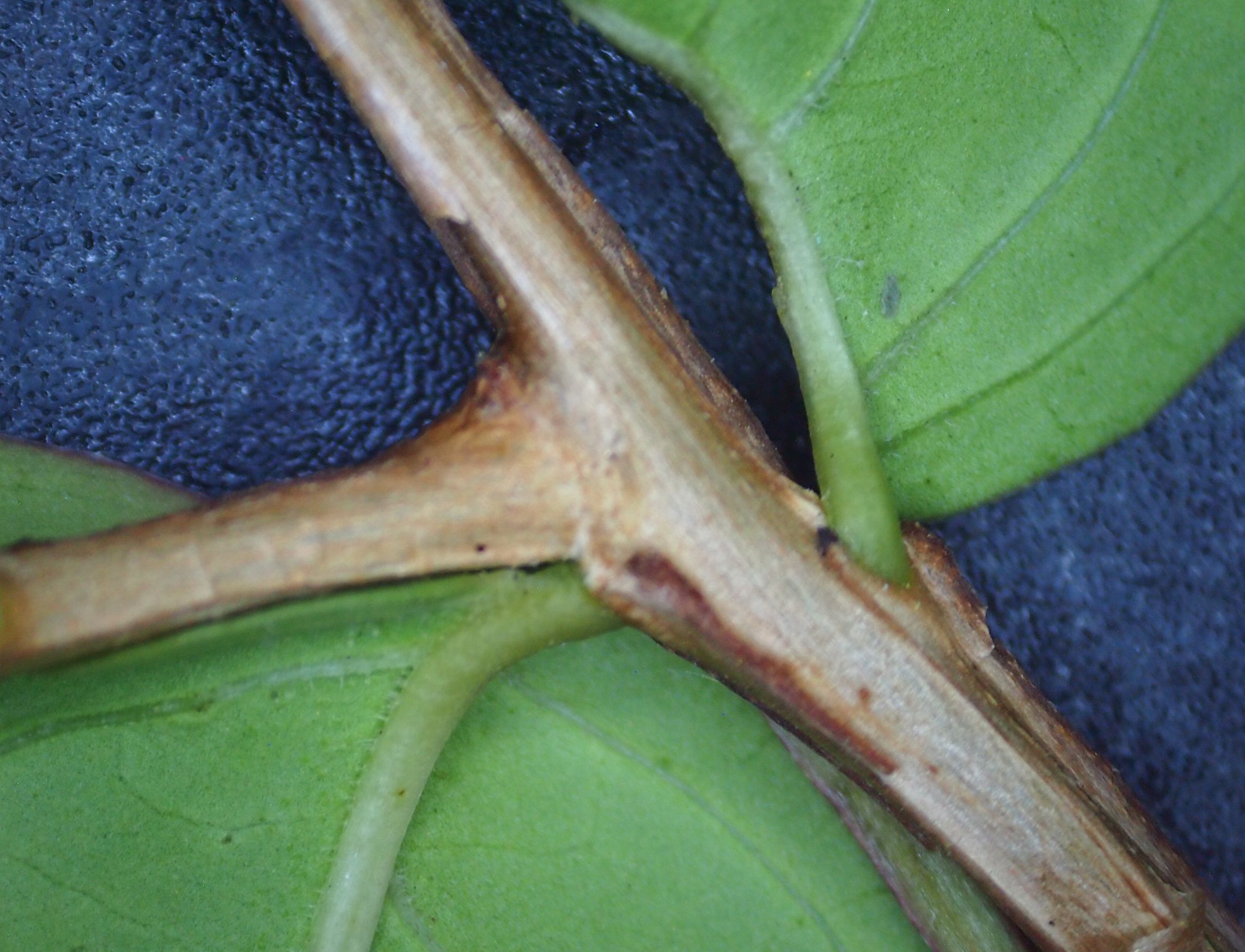 紫薇皮图片,百日红紫薇长花苞后多久开视频