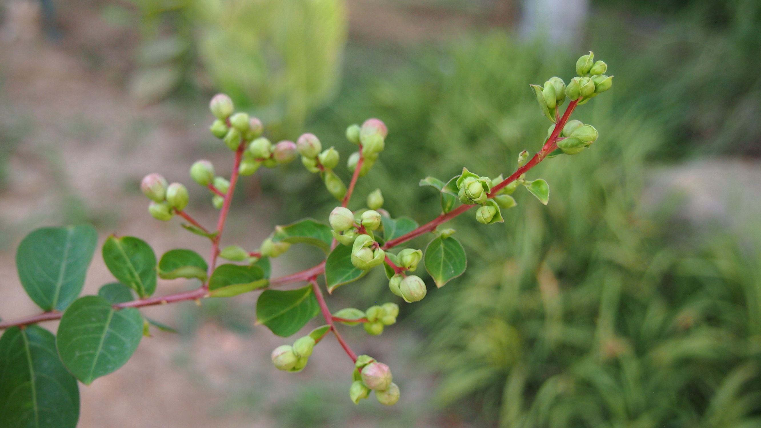 紫薇皮图片,百日红紫薇长花苞后多久开视频
