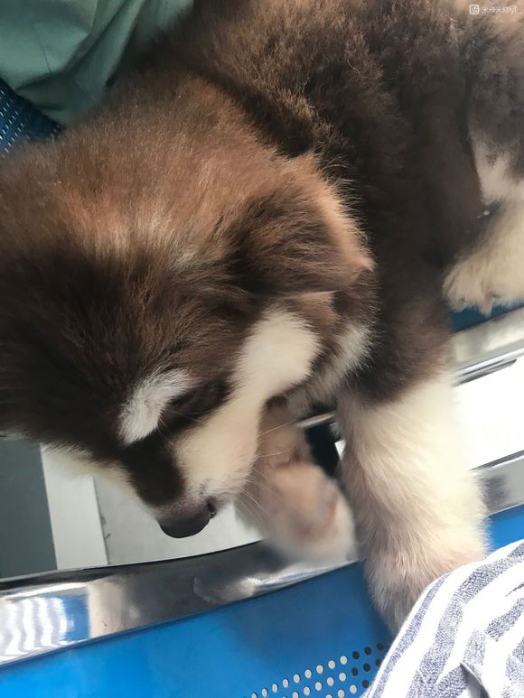 阿拉斯加得细小治好有后遗症吗,阿拉斯加得细小治疗多少钱