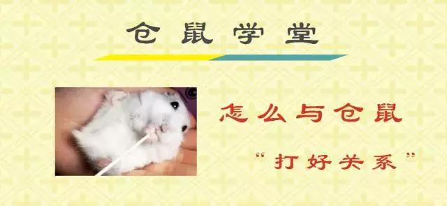 正确和仓鼠玩耍方法,如何跟仓鼠愉快的玩耍呢
