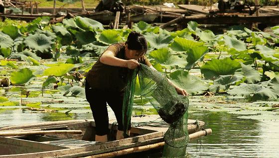 鲜冠阳澄湖大闸蟹,舌尖上的美味大闸蟹