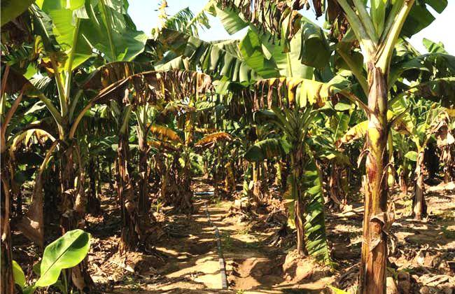 植物发黑腐烂，如何快速营救？黑腐病症状及解决方法！