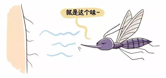 什么样的血型容易被蚊子咬,被蚊子咬和血型有关系吗