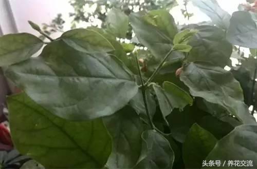 如何救活枯萎的植物,快速救活枯萎的植物