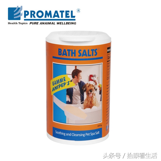 狗狗怀孕期间狗主人们要关注些什么？请爱护这位“准妈妈”