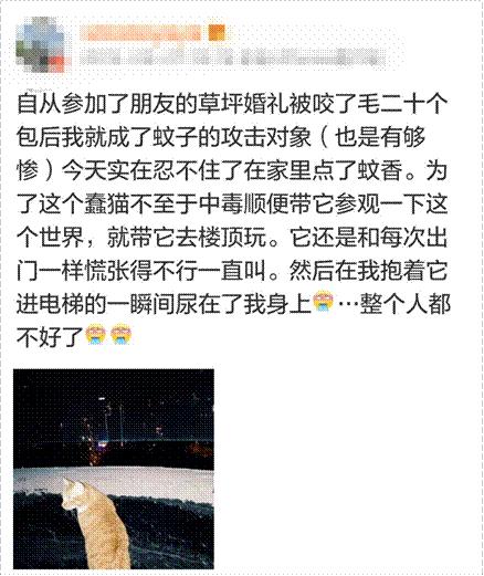 猫闻了蚊香液会怎么样,猫闻到蚊香的味道会中毒吗