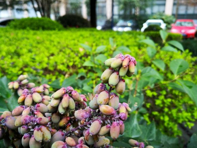 华为p10和华为p10plus有什么区别,华为p10plus人像摄影