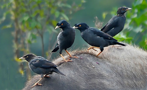 八哥飞到身上吉祥吗,八哥飞到野外能活吗