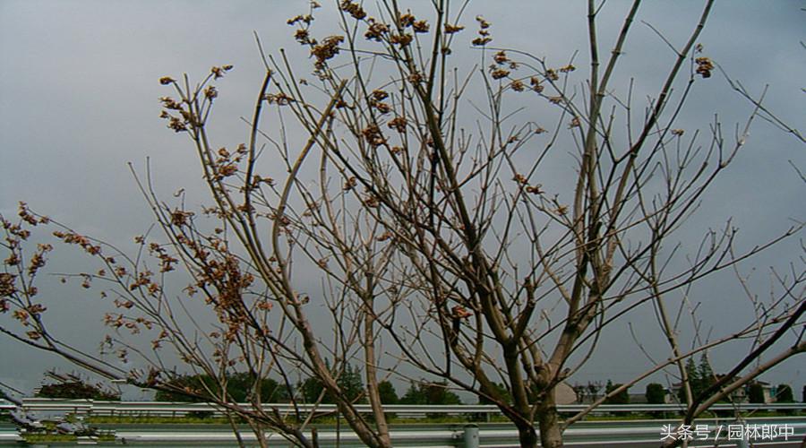 日本红枫叶子干枯了是怎么回事,红枫树干枯怎么治