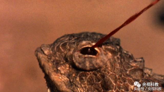 自然传奇怪物之谜,自然传奇未解之谜故事