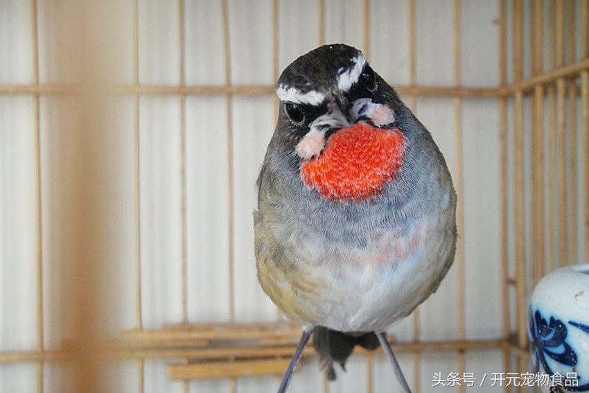 靛颏鸟得病,靛颏鸟喘气怎么回事