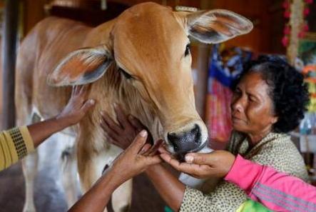 怪牛脸上长*棒肉**，五月小牛当新郎，看似奇闻，实关信仰