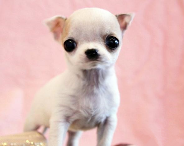 新手养狗须知疫苗,养狗须知