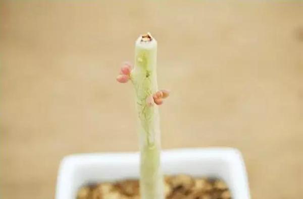 植物发黑腐烂，如何快速营救？黑腐病症状及解决方法！