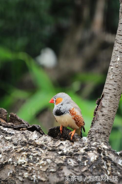 佳能6dmark2是哪个级别的,佳能6d高感能到多少