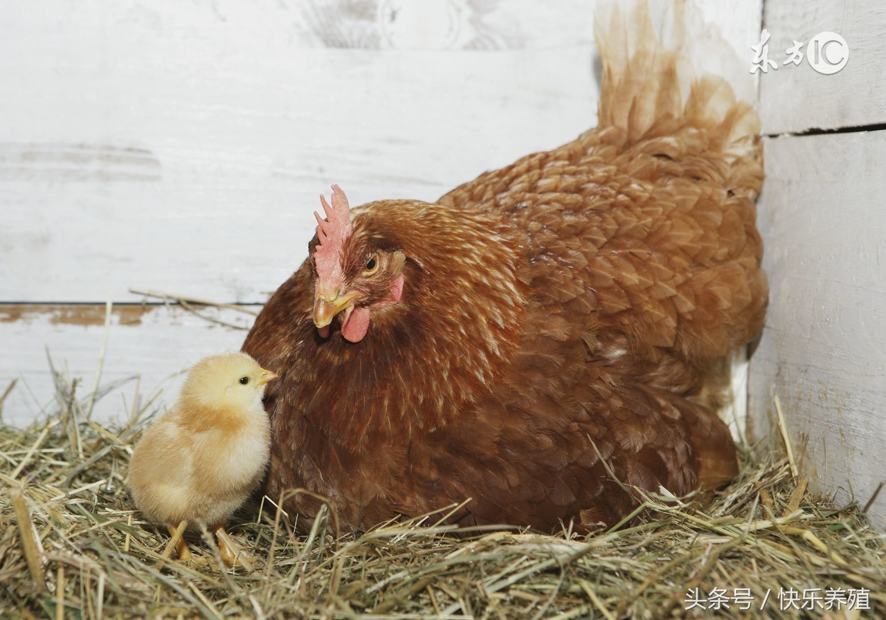 母鸡抱窝怎么让它醒窝,抱窝母鸡催醒后多久会下蛋
