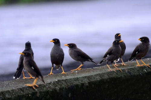 八哥飞到身上吉祥吗,八哥飞到野外能活吗