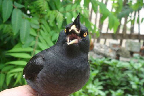 八哥飞到身上吉祥吗,八哥飞到野外能活吗