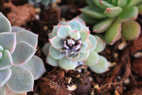 植物发黑腐烂，如何快速营救？黑腐病症状及解决方法！