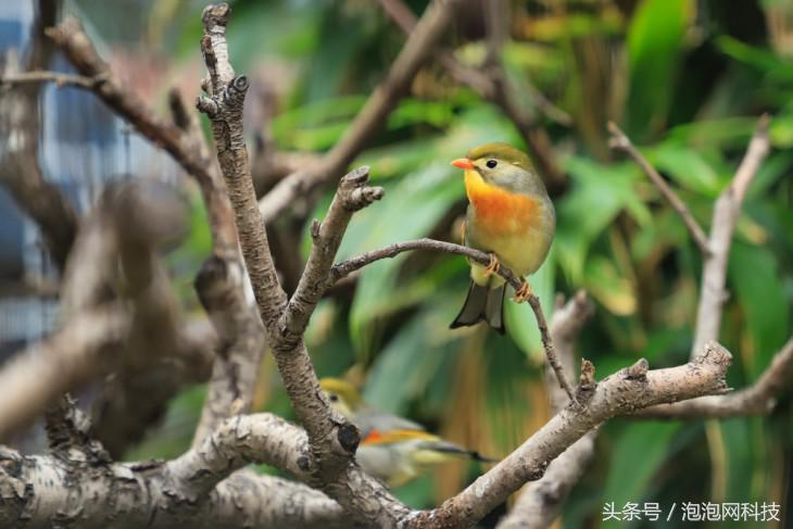 佳能6dmark2是哪个级别的,佳能6d高感能到多少