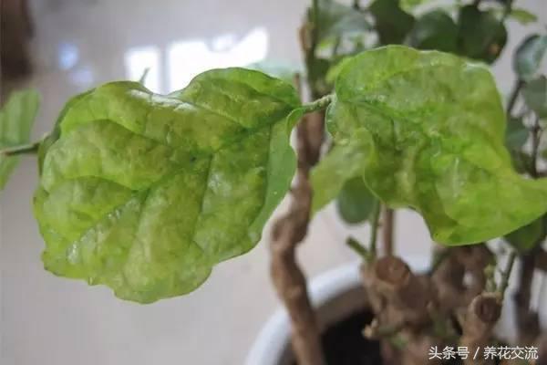 如何救活枯萎的植物,快速救活枯萎的植物