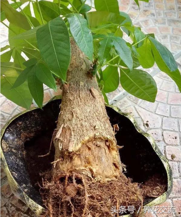 如何救活枯萎的植物,快速救活枯萎的植物