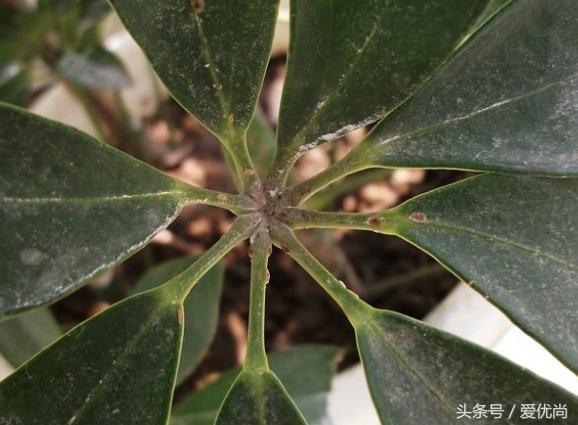 鸭脚木蔫了掉叶子怎么回事,鸭掌木枯枝怎么养