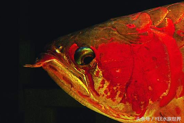 龙鱼怎么救治,龙鱼生病了翻肚了怎么办