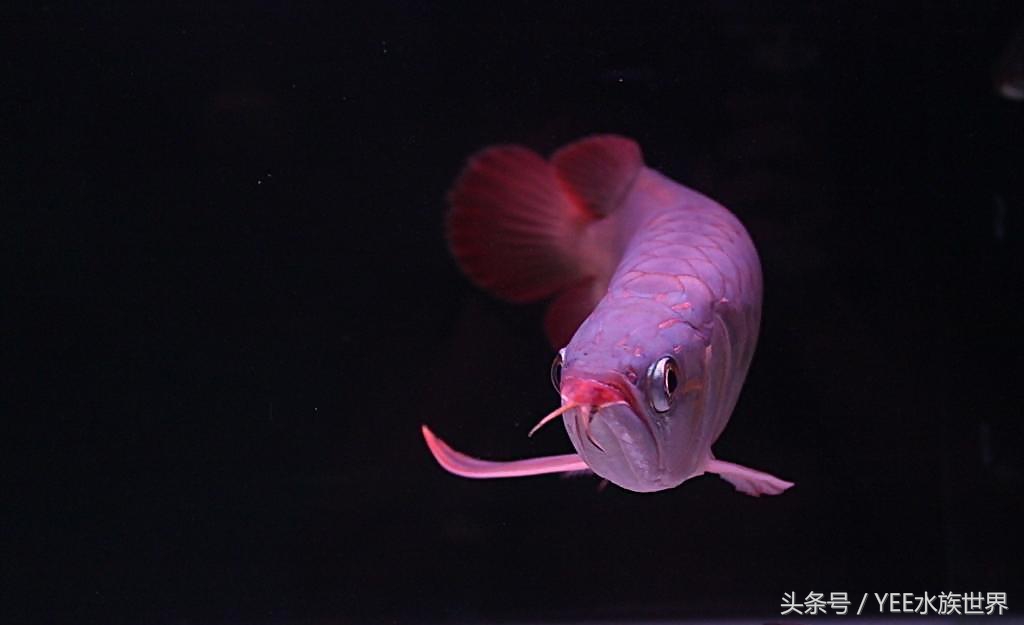 龙鱼怎么救治,龙鱼生病了翻肚了怎么办