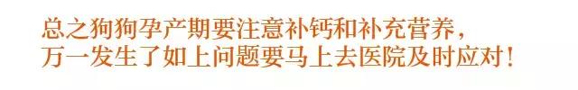 狗妈妈坐月子需关注什么,狗妈产后抑郁怎么办