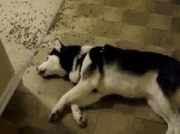 作为一只不能看家护院的大狗，到底应该怎么养