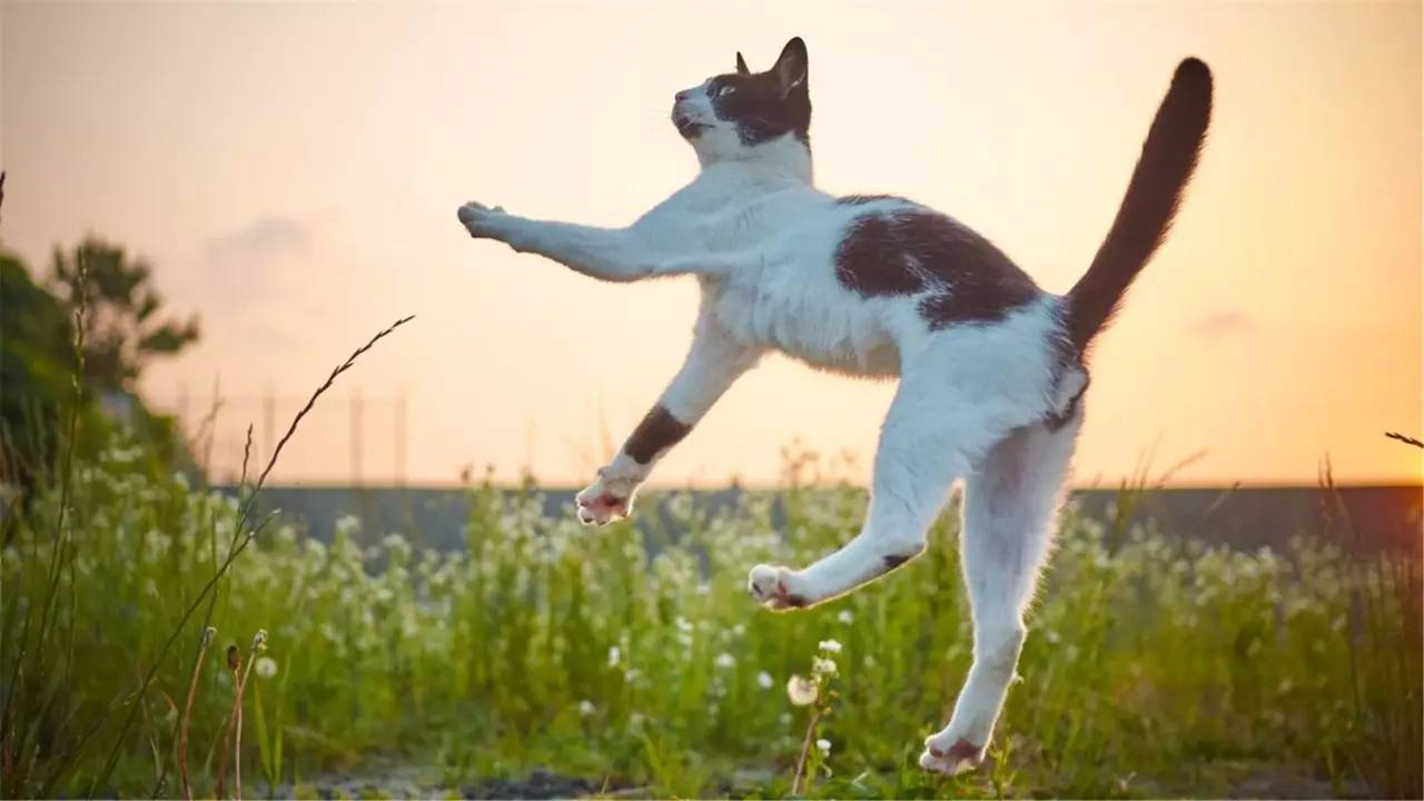 e宠商城和波奇哪个好,波奇宠物和e宠哪个好