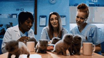 e宠商城和波奇哪个好,波奇宠物和e宠哪个好