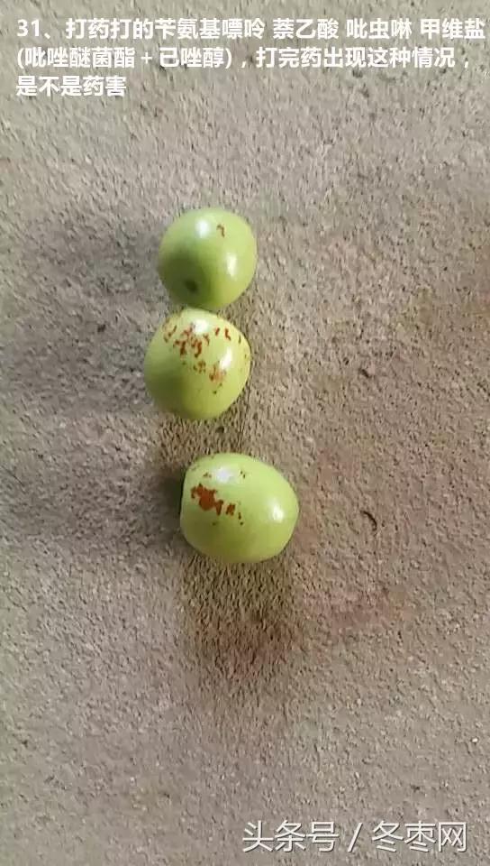 冬枣管理问题解答299期,冬枣管理问题及解析