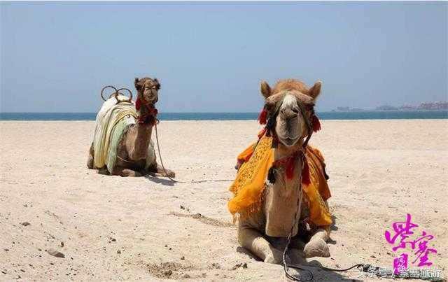 农家院采摘联盟（紫塞）乡村游攻略十六：唐山乐亭老船家农家院